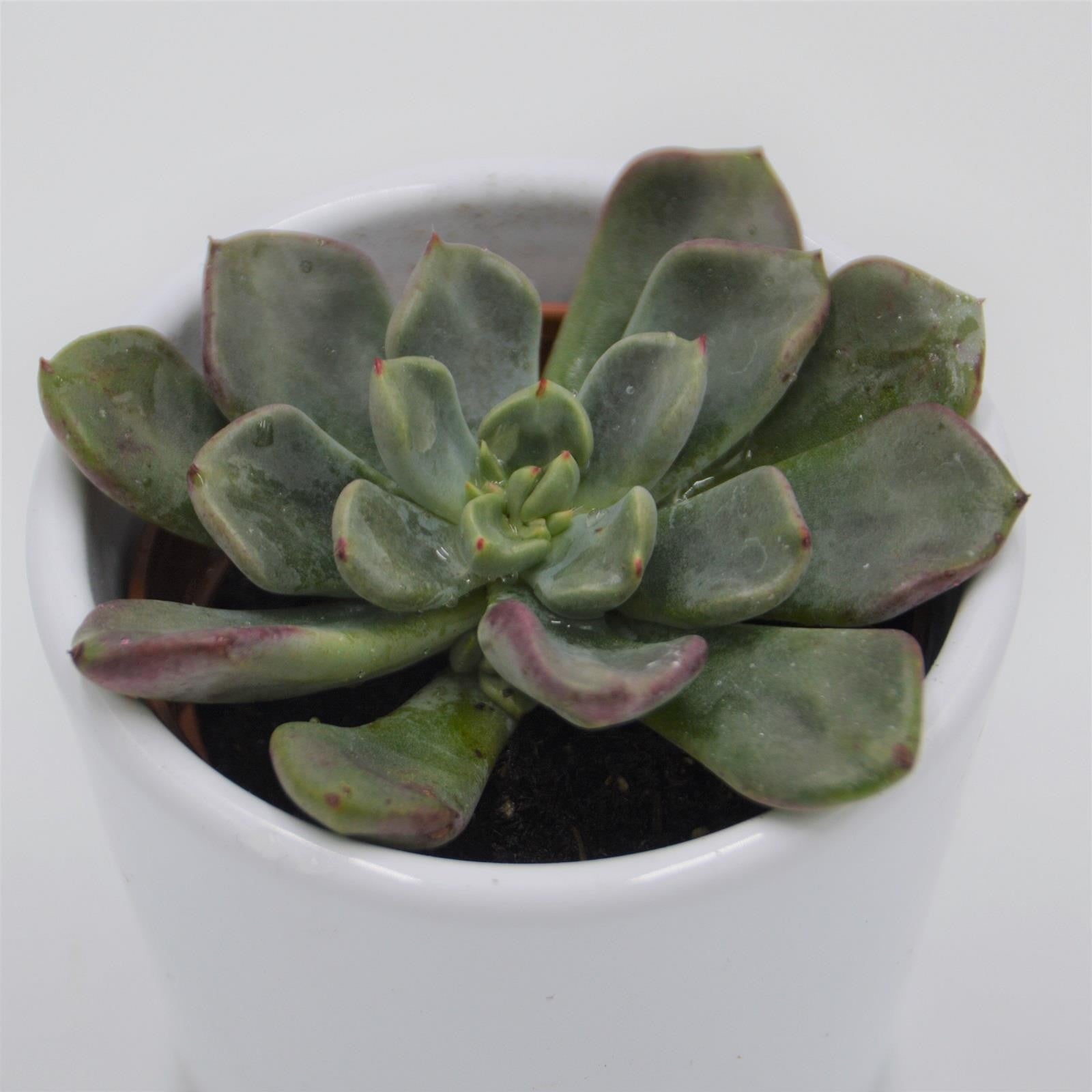 pasiora-echeveria-setosa-oteroi-sukkulente-6cm-topf image 1