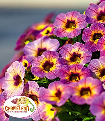 baldur-garten-zaubergl-ckchen-chameleon-blueberry-scone-calibrachoa-3-pflanzen image 4