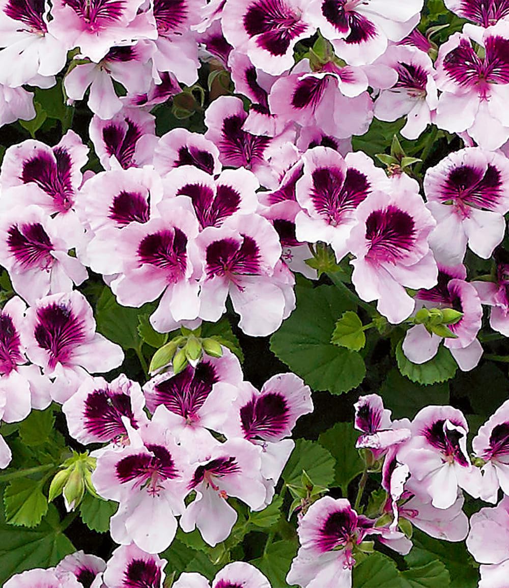 baldur-garten-3x-duft-geranie-mosquitaway-lizzy-im-10-5-cm-topf image 3