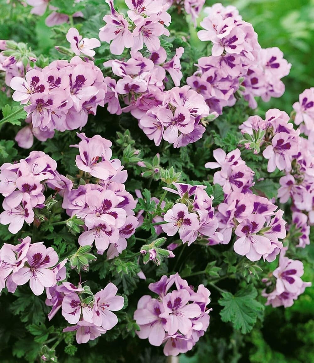 baldur-garten-3x-duft-geranie-moskito-schocker-10-5-cm-topf image 5