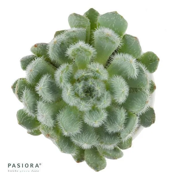 pasiora-echeveria-setosa-var-deminuta-sukkulente-5-5cm-topf image 1