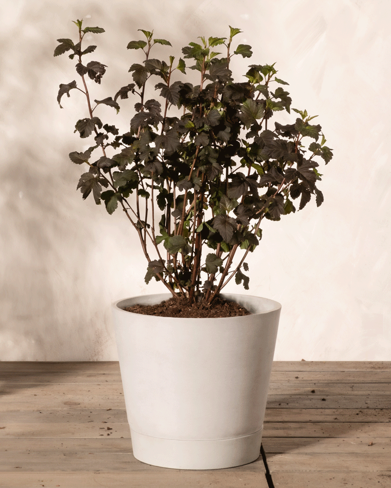 feey-physocarpus-opulifolius-blasenspiere-au-enpflanze image 4