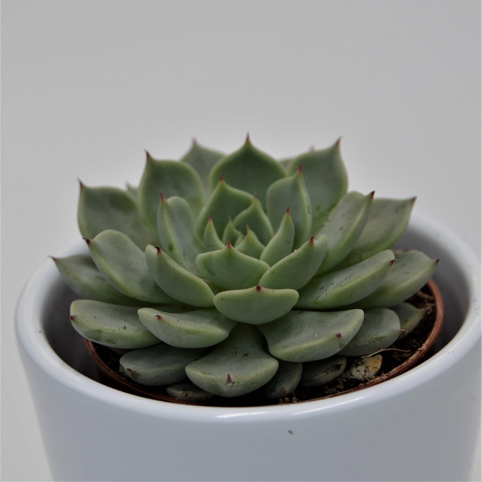 pasiora-echeveria-texensis-sukkulente-5-5-cm-topf image 2