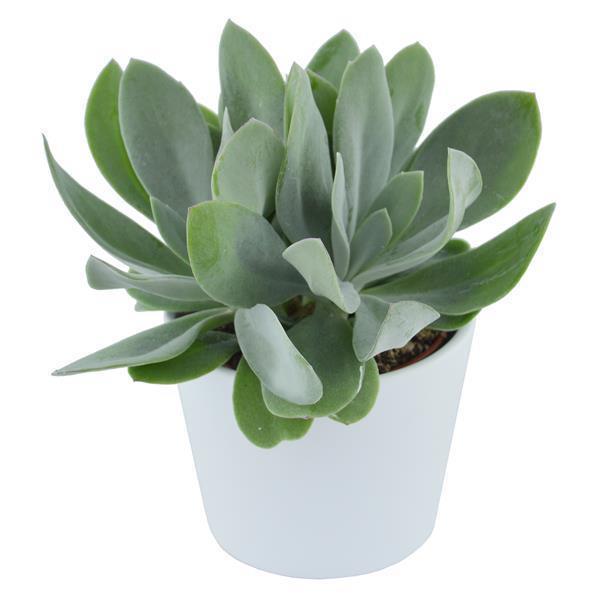 pasiora-senecio-cephalophorus-sukkulente-6cm image 3