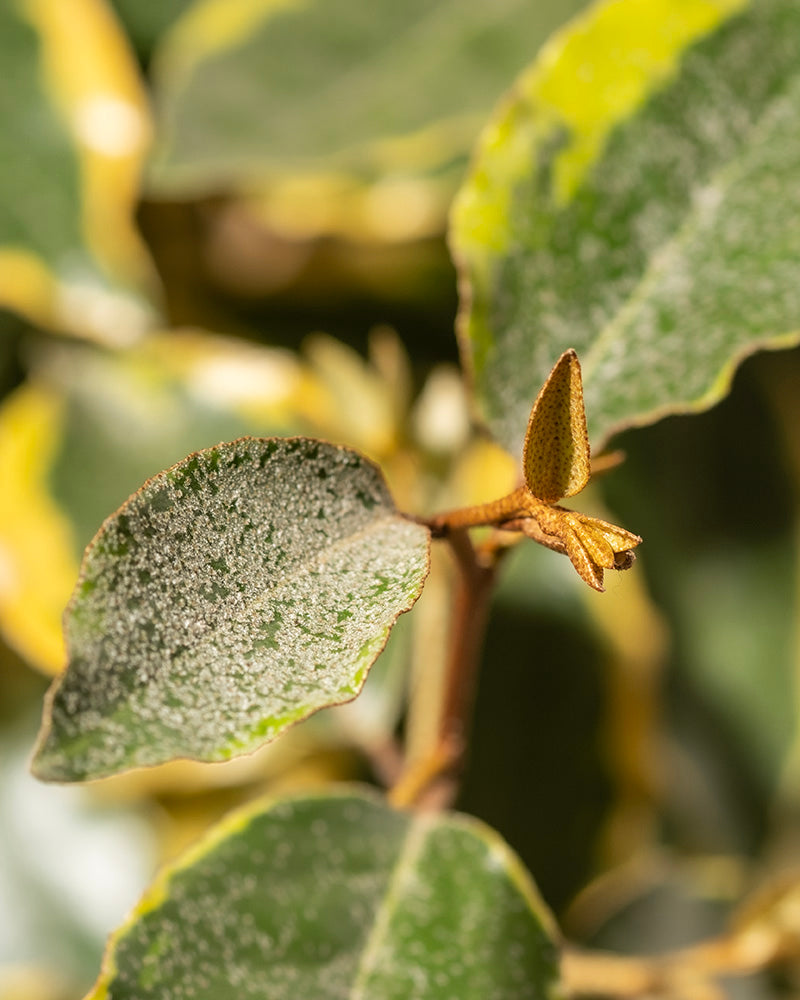 feey-buntbl-ttrige-lweide-elaeagnus-x-ebbingei-viveleg-1-2-m image 8