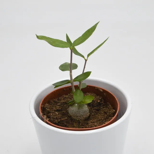 pasiora-fockea-edulis-sukkulente-caudex-8-5-cm-topf image 1