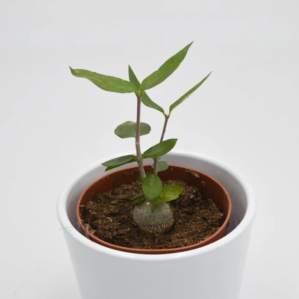 pasiora-fockea-edulis-sukkulente-caudex-8-5-cm-topf image 1