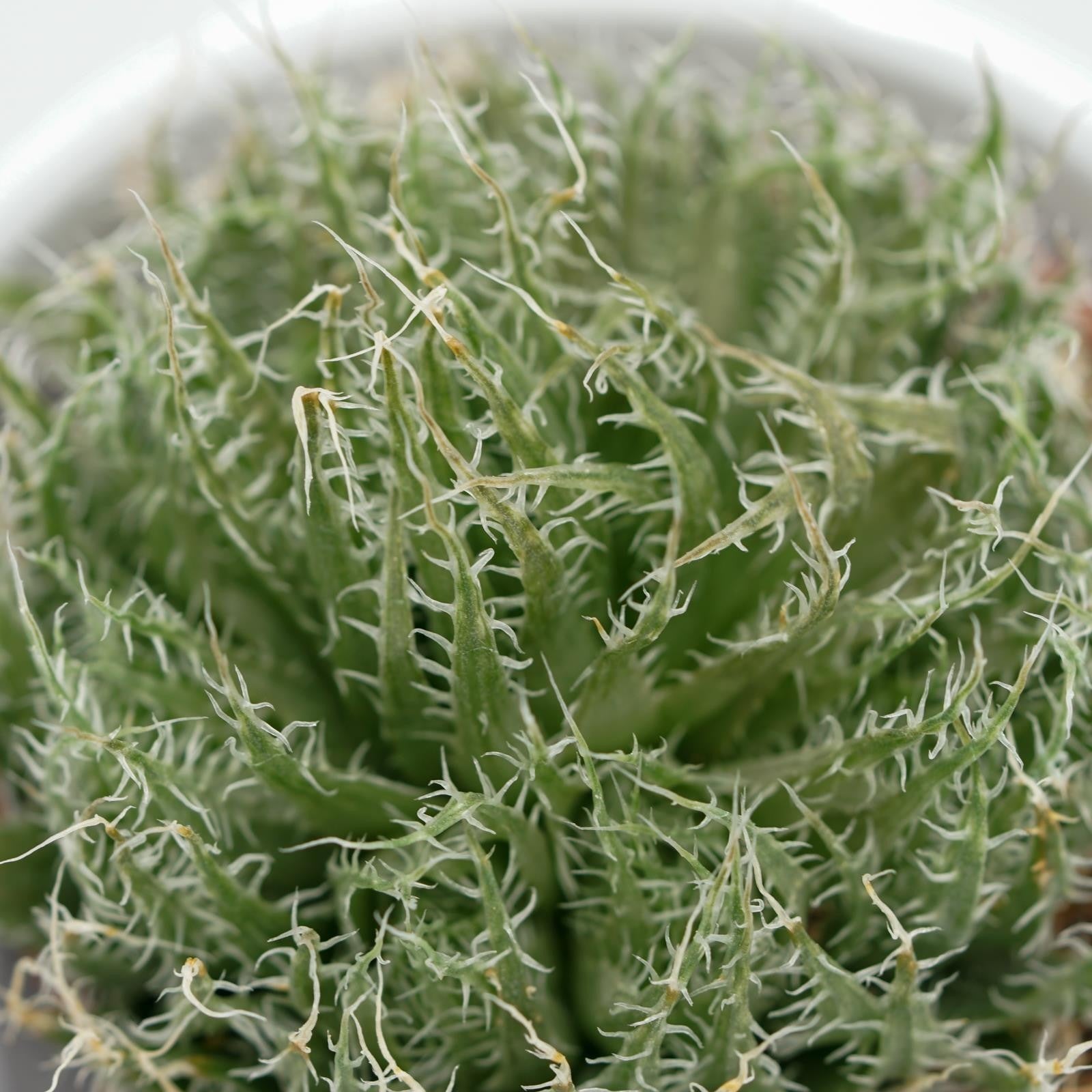pasiora-aloe-arachnoidea-sukkulente-im-5-5cm-topf image 3