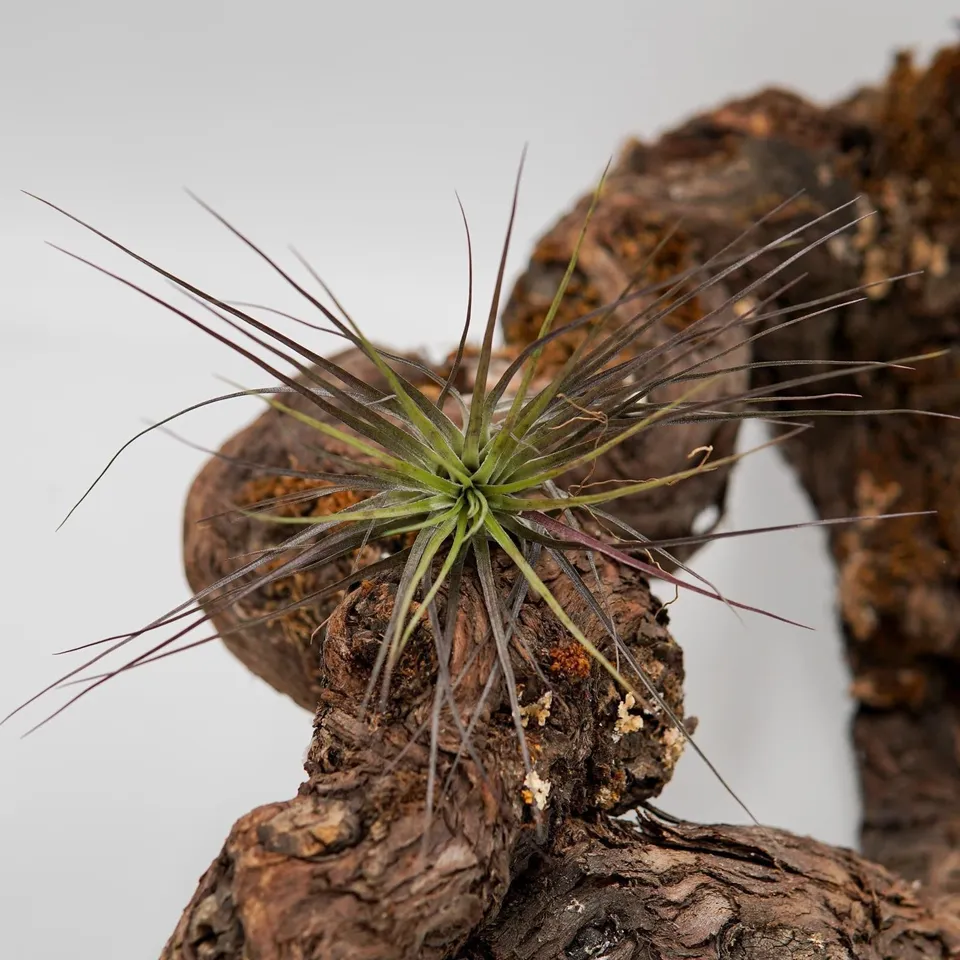 pasiora-tillandsia-stricta-luftpflanze-bromelie image 1