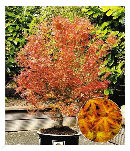 baldur-garten-japanischer-ahorn-katsura-acer-palmatum-12-cm-topf image 6