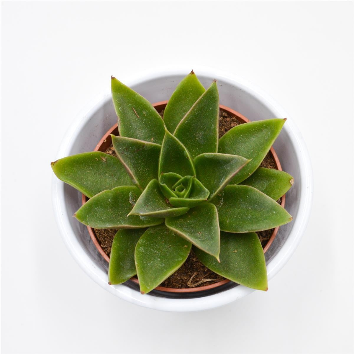 pasiora-echeveria-mexicana-sukkulente-8-5-cm-topf image 2