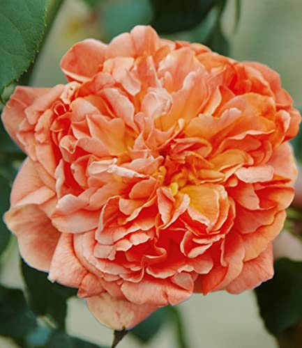 baldur-garten-delbard-kletterrose-papi-delbard-wurzelnackt image 8