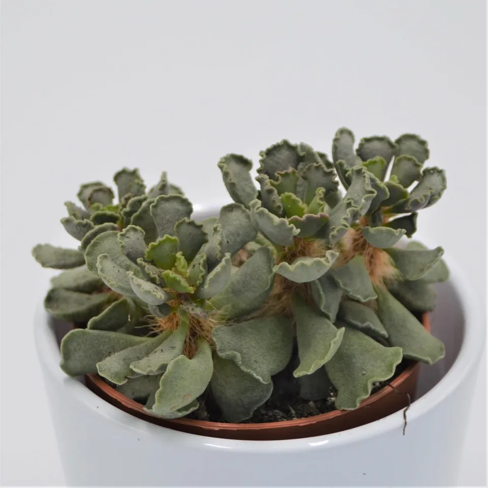 pasiora-adromischus-cristatus-crinkle-sukkulente-8-5cm-topf image 1