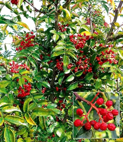 baldur-garten-szechuan-pfeffer-winterharter-strauch-im-1-liter-topf image 4