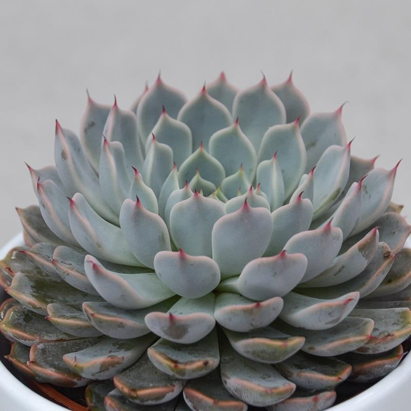 pasiora-echeveria-cuspidata-var-gemmula-sukkulente-10-5cm image 1