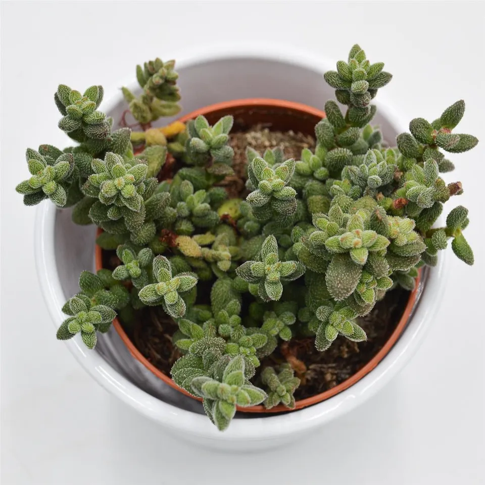 pasiora-crassula-hirtipes-sukkulente-8-5cm image 1