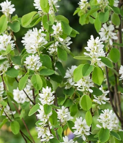 baldur-garten-felsenbirne-amelanchier-obelisk-s-ulen-obstpflanze-im-3-liter-topf image 6