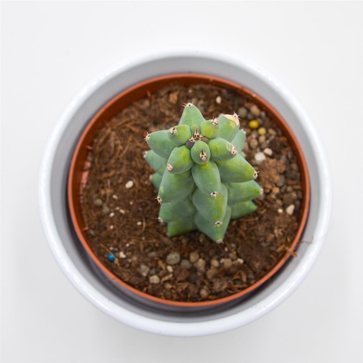 pasiora-myrtillocactus-geometrizans-fukurokuryuzinboku-boobie-cactus-sukkulente- image 2