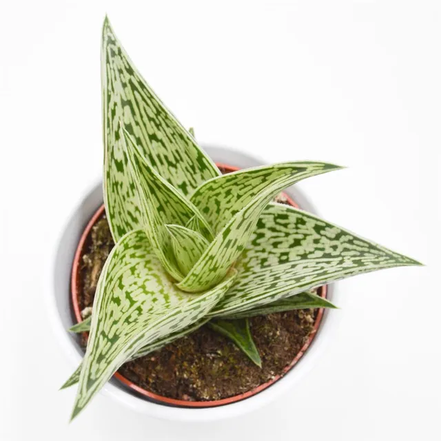 pasiora-aloe-tribal-sukkulente-10-5cm-topf image 1