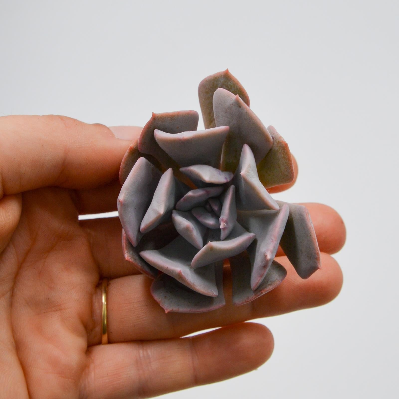 pasiora-echeveria-riviera-steckling image 1