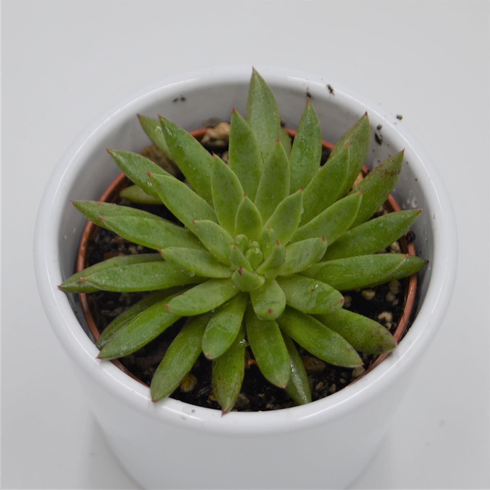 pasiora-echeveria-calderoniae-sukkulente-6cm image 1