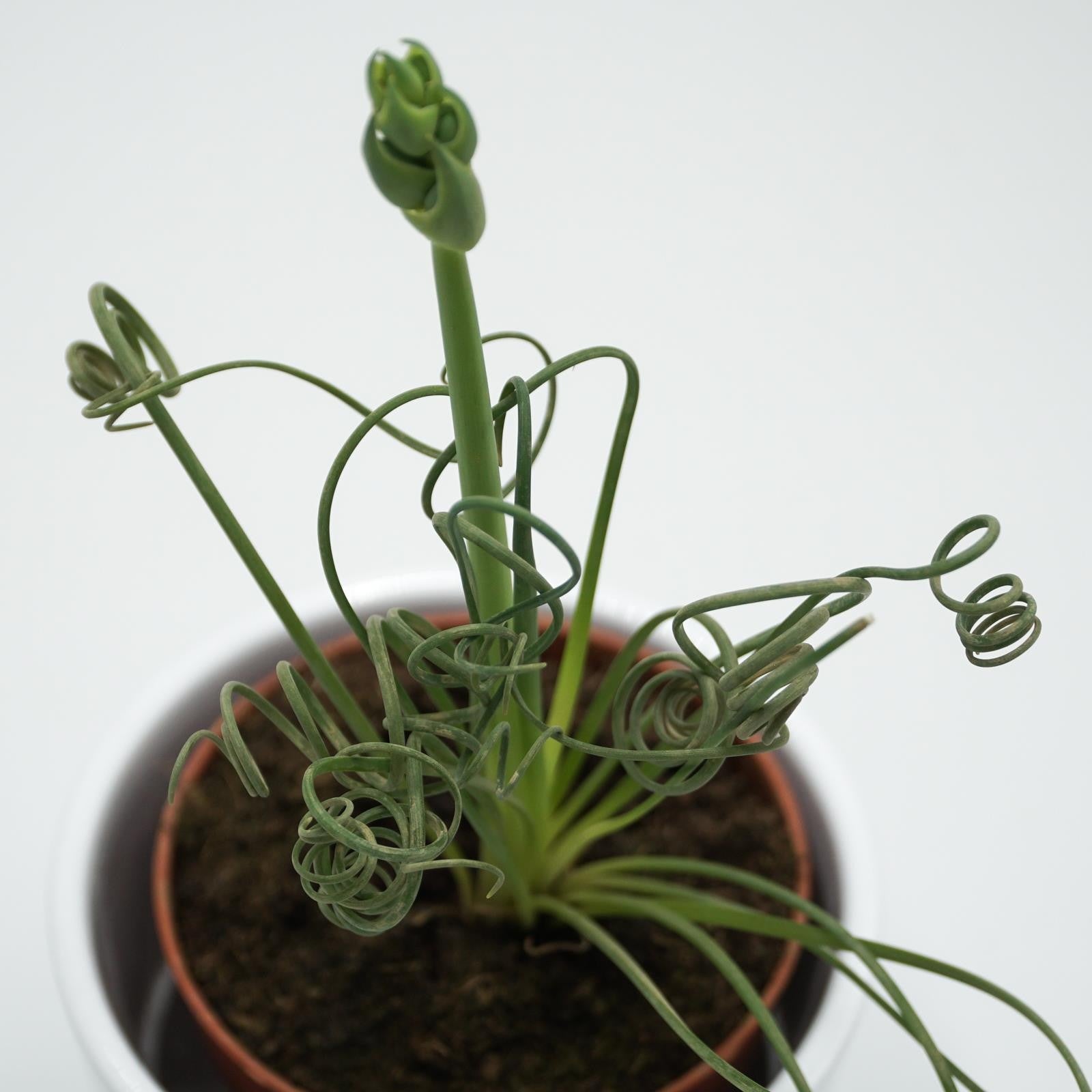 pasiora-albuca-spiralis-fizzle-sizzle-korkenzieher-pflanze-8-5cm image 3