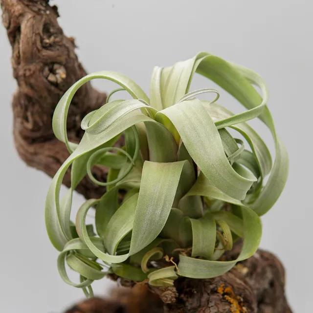 pasiora-tillandsia-curly-slim-luftpflanze-bromelie image 1