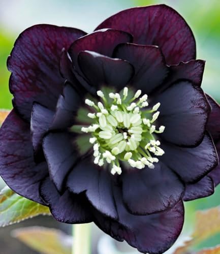 baldur-garten-gef-llte-christrose-black-swan-helleborus-im-9x9-cm-topf image 3
