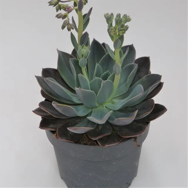 pasiora-echeveria-blue-prince-17-cm-topf image 1