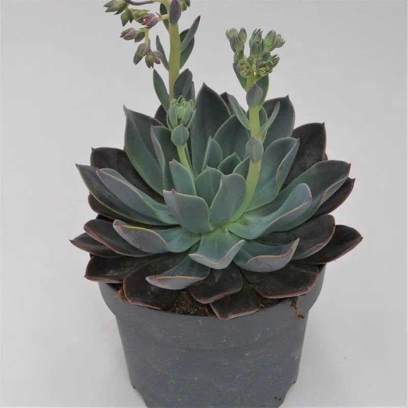 pasiora-echeveria-blue-prince-17-cm-topf image 1