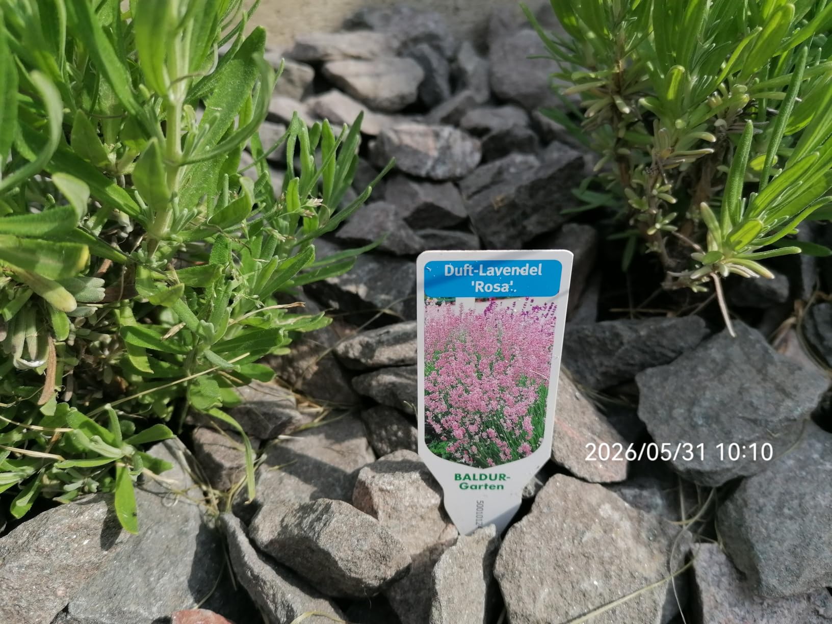 Bienenmagnet