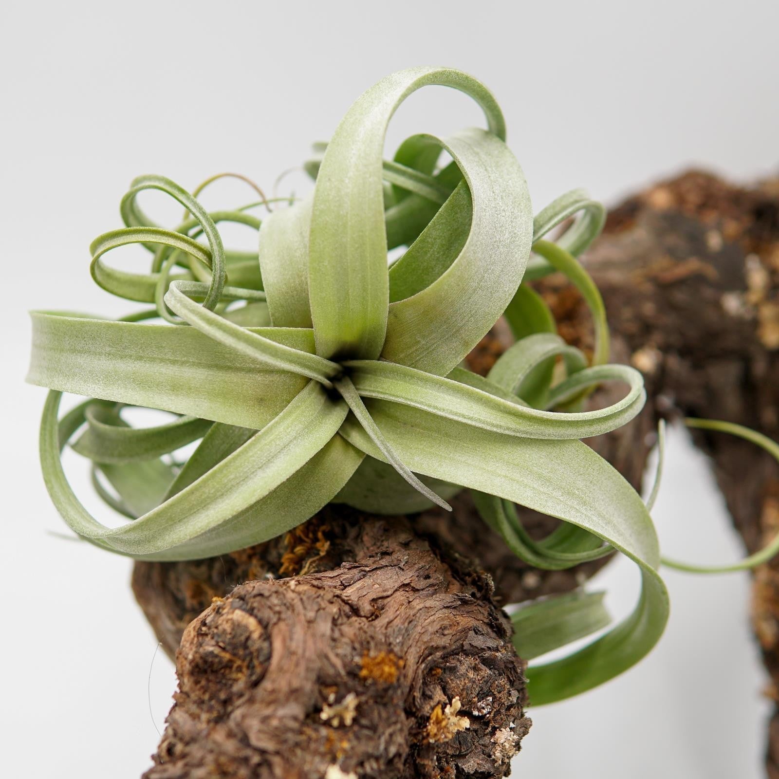 pasiora-tillandsia-curly-slim-luftpflanze-bromelie image 8