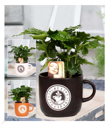 baldur-garten-coffea-arabica-kaffeepflanze-im-12-cm-barista-keramiktopf image 6