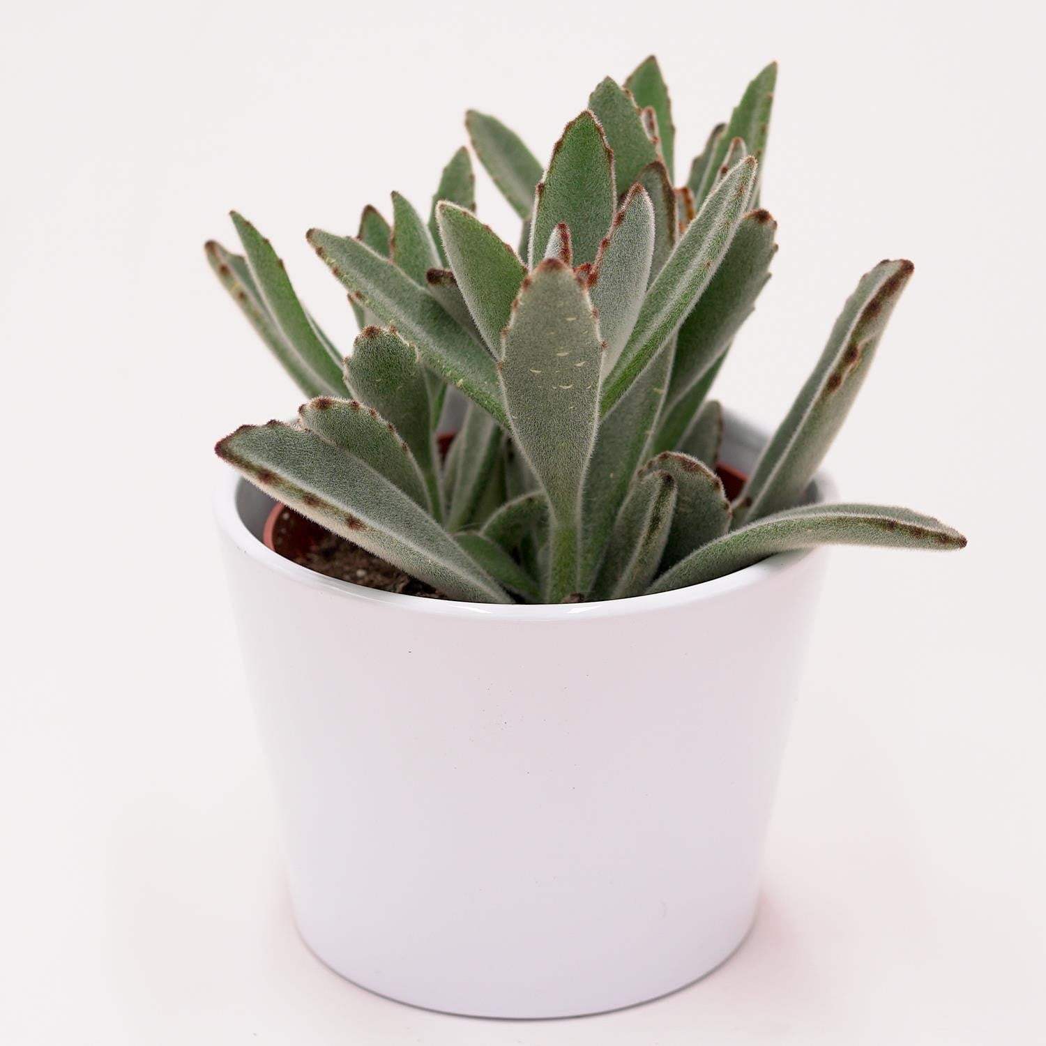 pasiora-kalanchoe-tomentosa-katzenohr-sukkulente-10-5cm-topf image 3