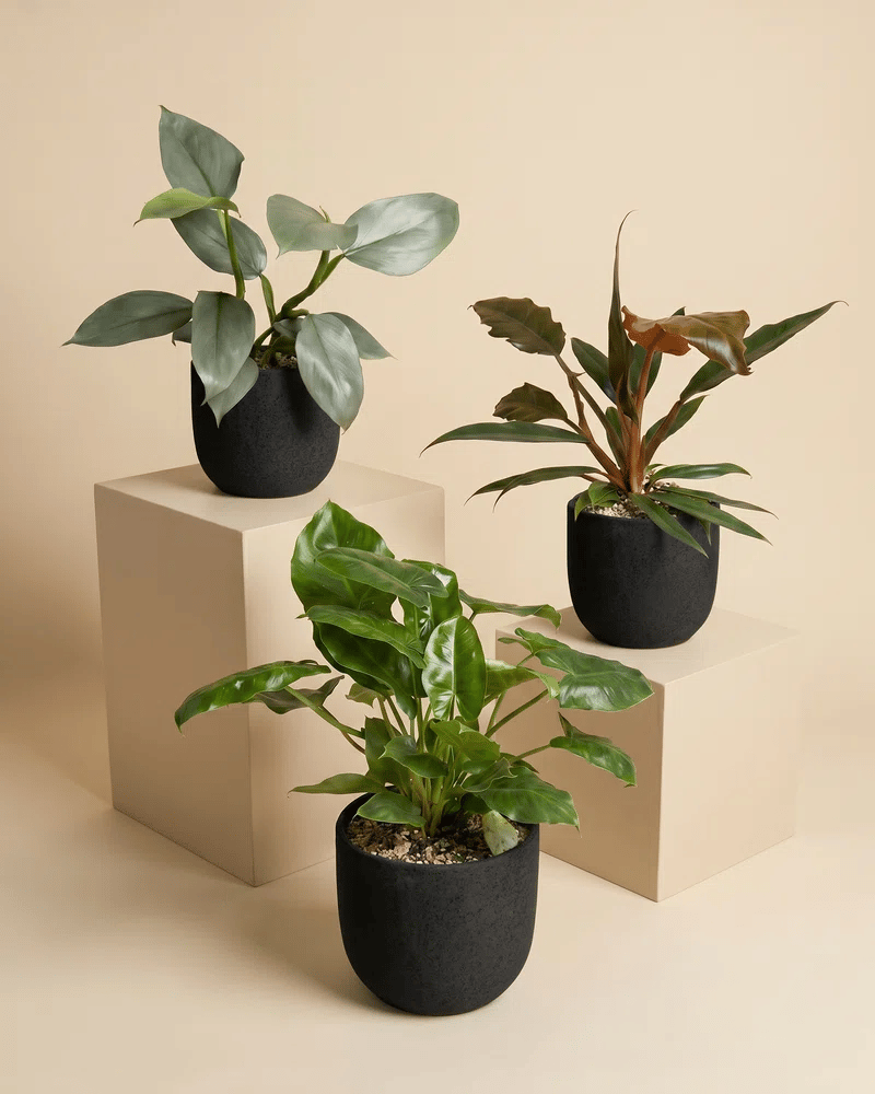 feey-schweizer-philodendron-trio-pluto-hastatum-burle-marx-set image 6