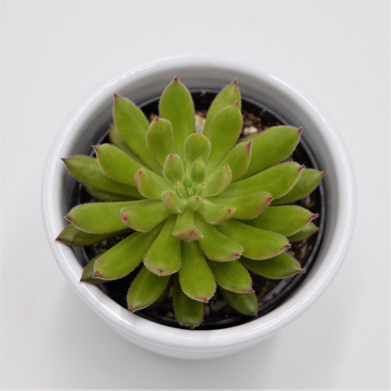 pasiora-echeveria-spruce-oliver-sukkulente-6cm image 2