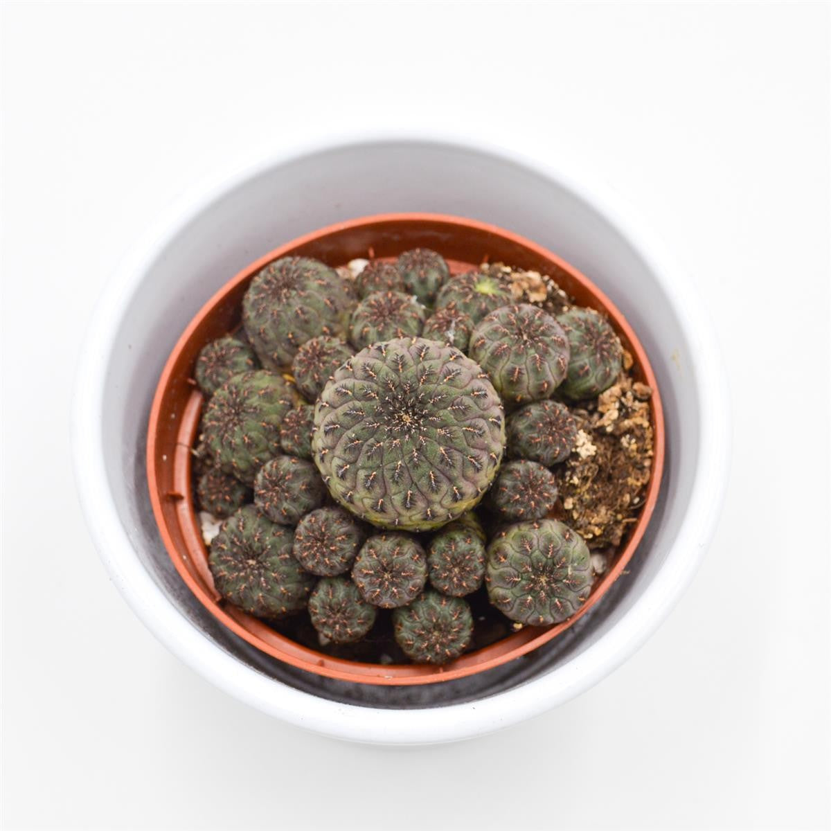 pasiora-sulcorebutia-rauschii-violet-kaktus-8-5cm-topf image 2