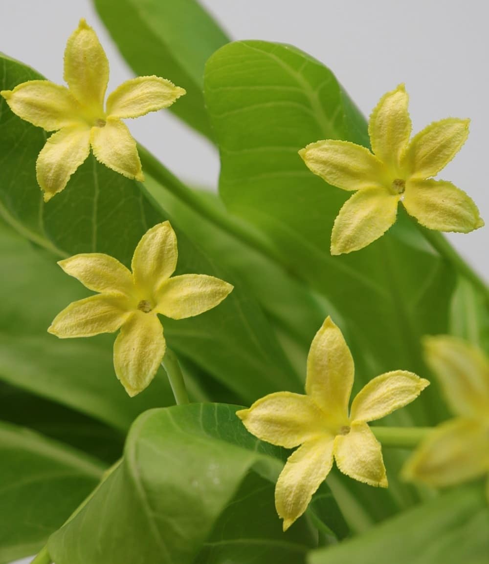 baldur-garten-hawaii-palme-brighamia-insignis-zimmer-balkonpflanze-im-12-cm-topf image 2