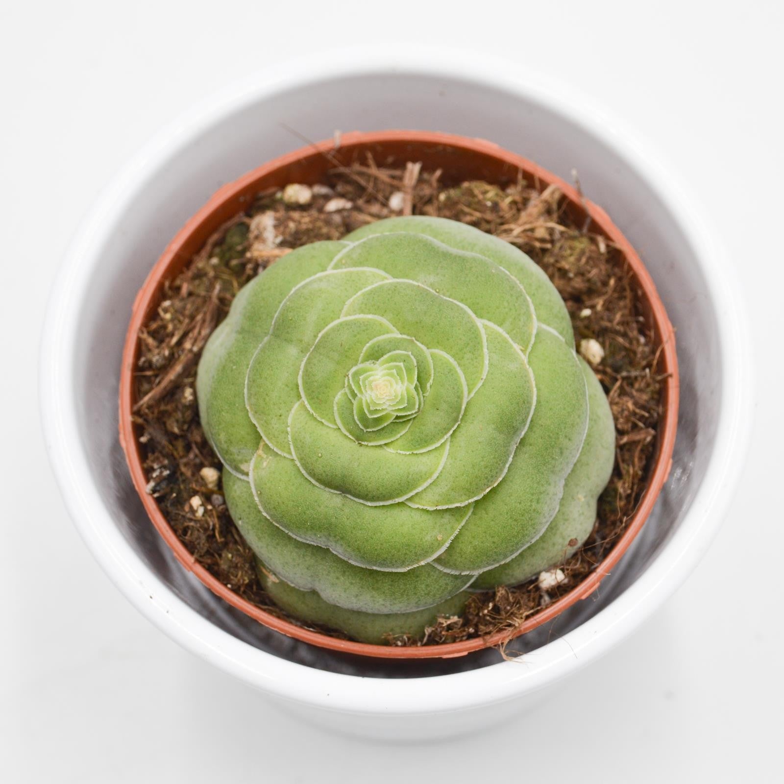 pasiora-crassula-capitella-v-turrita-sukkulente-8-5cm image 2