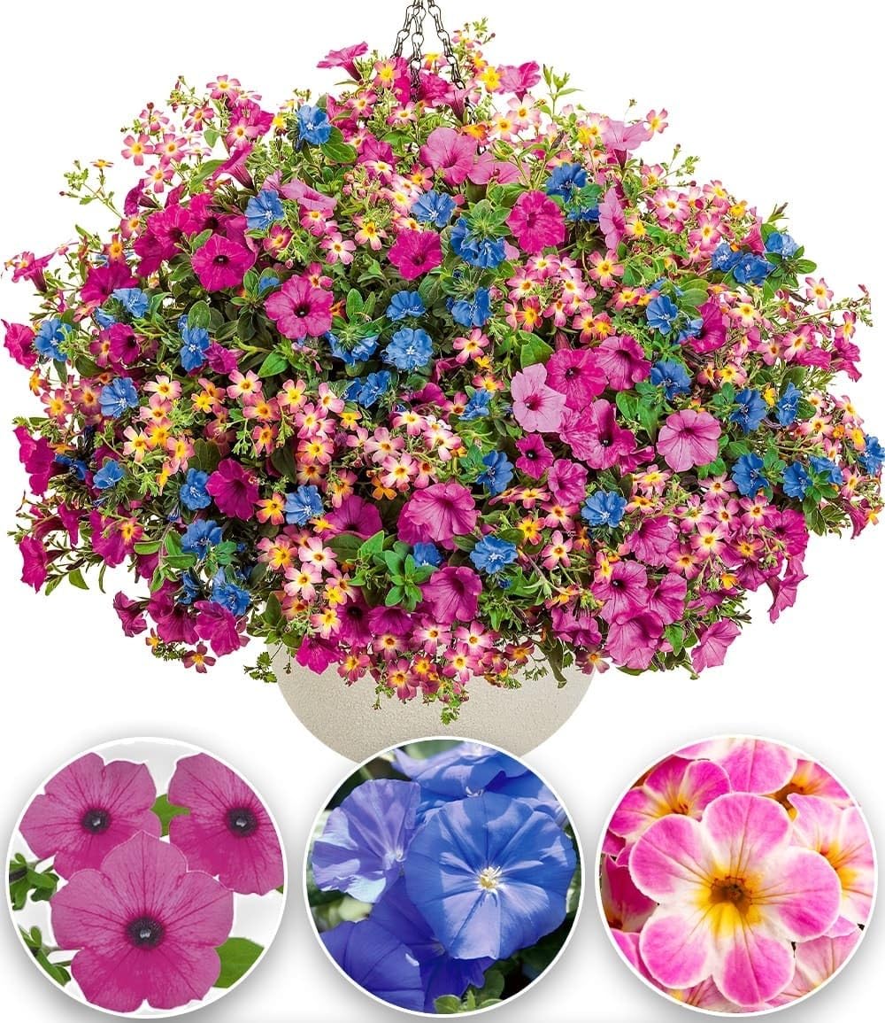 baldur-garten-candy-stick-mix-9er-set-im-10-5-cm-topf image 1