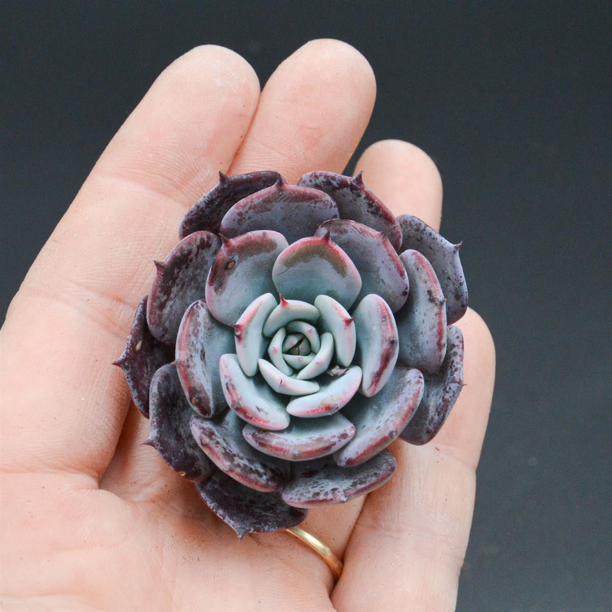 pasiora-echeveria-cuspidata-x-halbingeri-steckling image 1