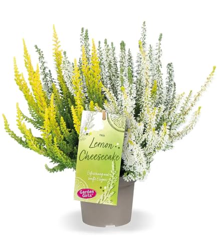 baldur-garten-2x-calluna-knospenheide-trio-lemon-cheesecake-im-11-cm-topf image 6