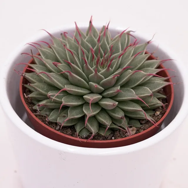 pasiora-graptopetalum-filiferum-rosetten-sukkulente-8-5-cm image 1