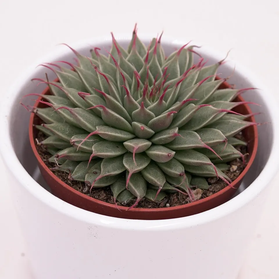 pasiora-graptopetalum-filiferum-rosetten-sukkulente-8-5-cm image 1