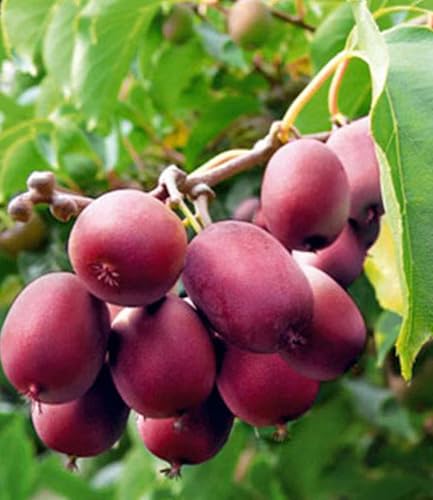 baldur-garten-kiwi-ken-s-red-pflanze-im-9x9-cm-topf image 3