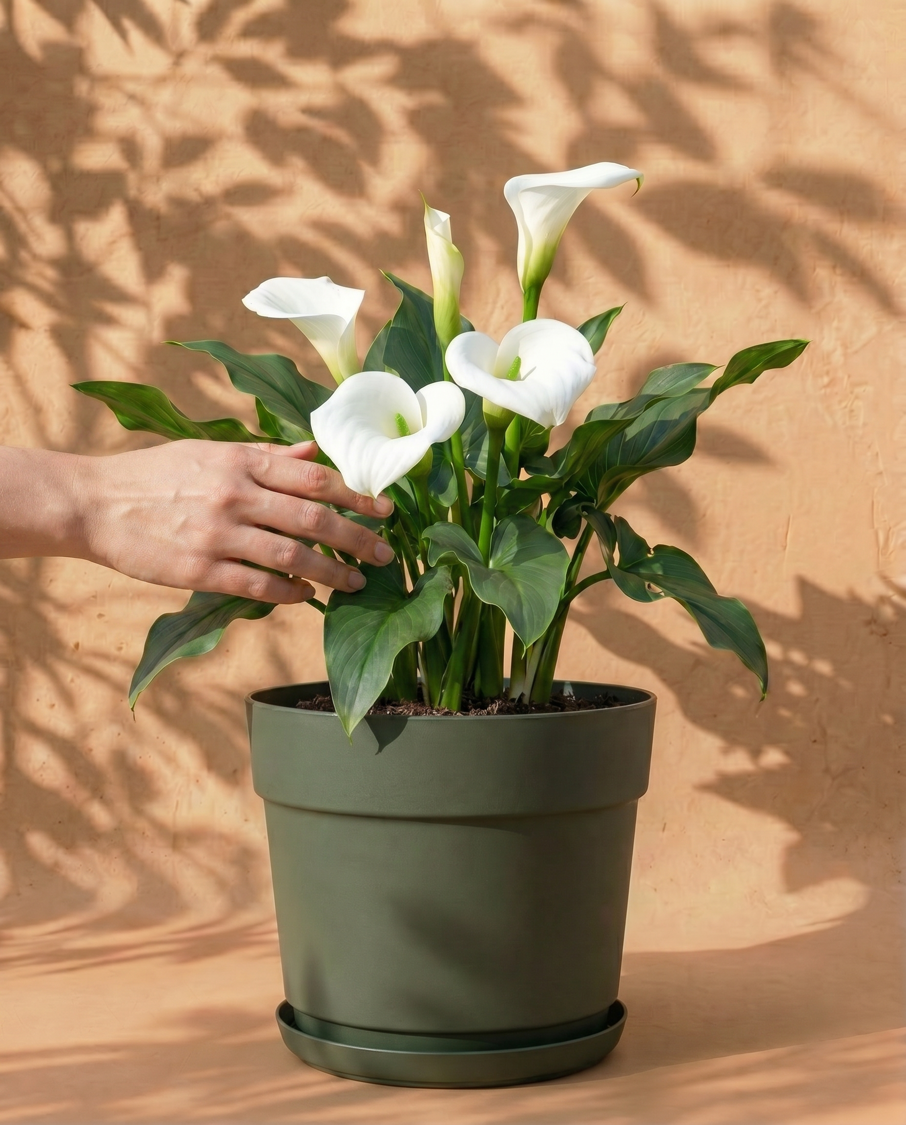 feey-calla-wei-zantedeschia-rhizome-au-enpflanze image 1