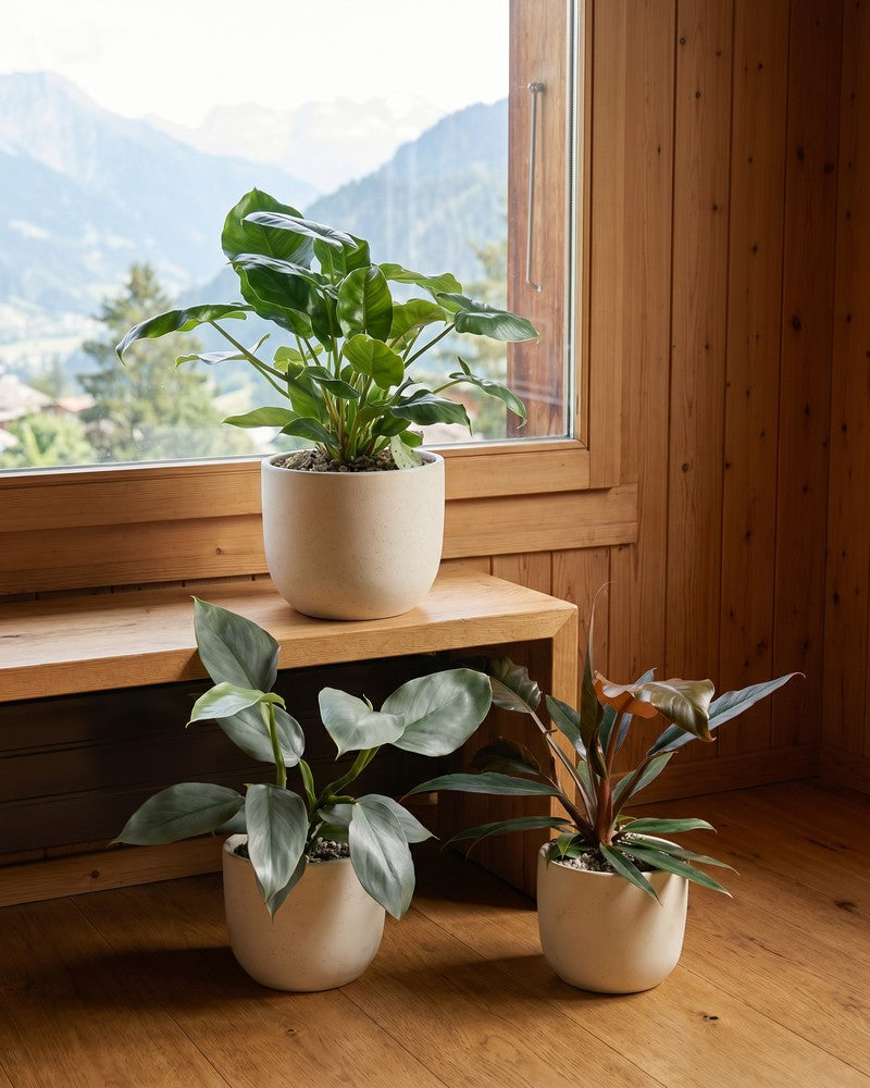 feey-schweizer-philodendron-trio-pluto-hastatum-burle-marx-set image 8