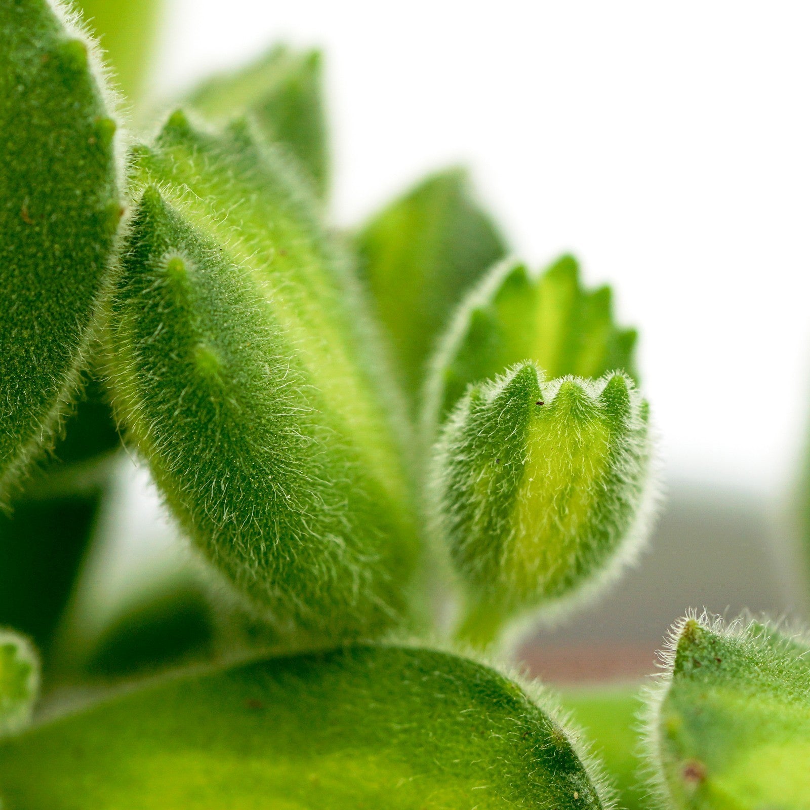 pasiora-cotyledon-tomentosa-lemon-stripe-sukkulente-6cm image 5