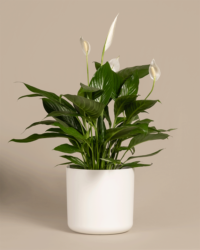 feey-gro-es-einblatt-spathiphyllum-wallisii-friedenslilie image 5