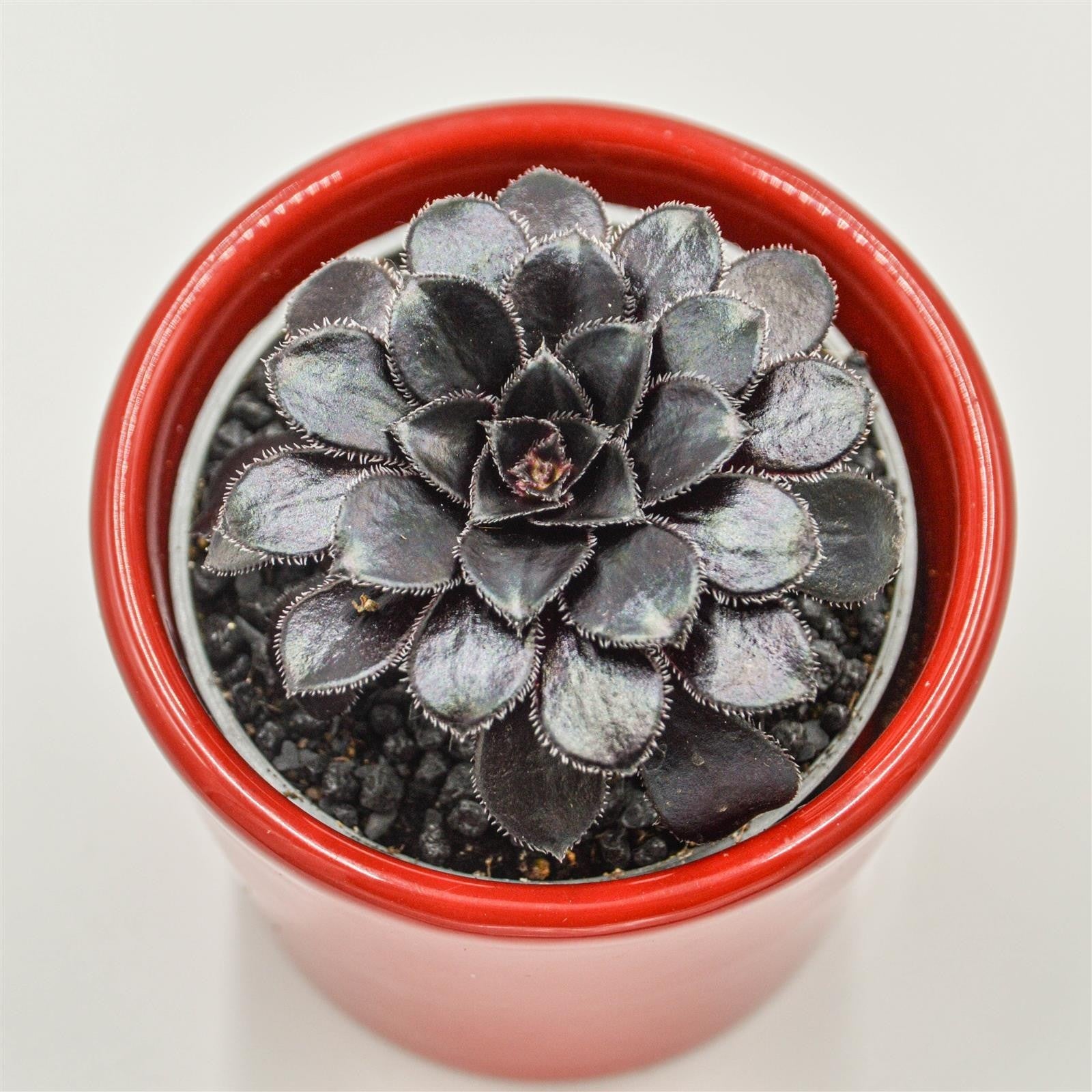 pasiora-aeonium-arboreum-schwarzkopf-sukkulente-6-cm-topf image 3
